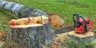 Best Tree Disease Treatment  in Old Brookville, NY