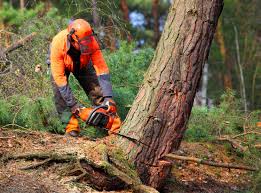 How Our Tree Care Process Works  in  Old Brookville, NY