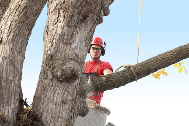 Best Lawn Pest Prevention  in Old Brookville, NY